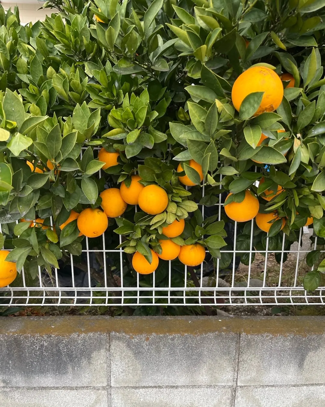 庭の果実も子育てとおんなじですね。